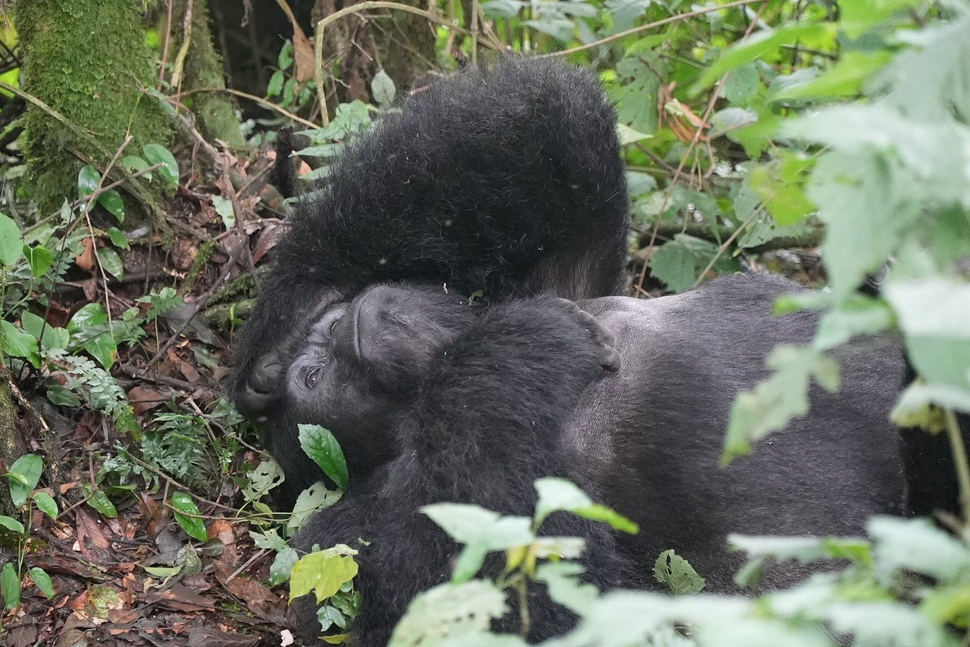 10-Day Uganda Gorillas and Masai Mara Safari
