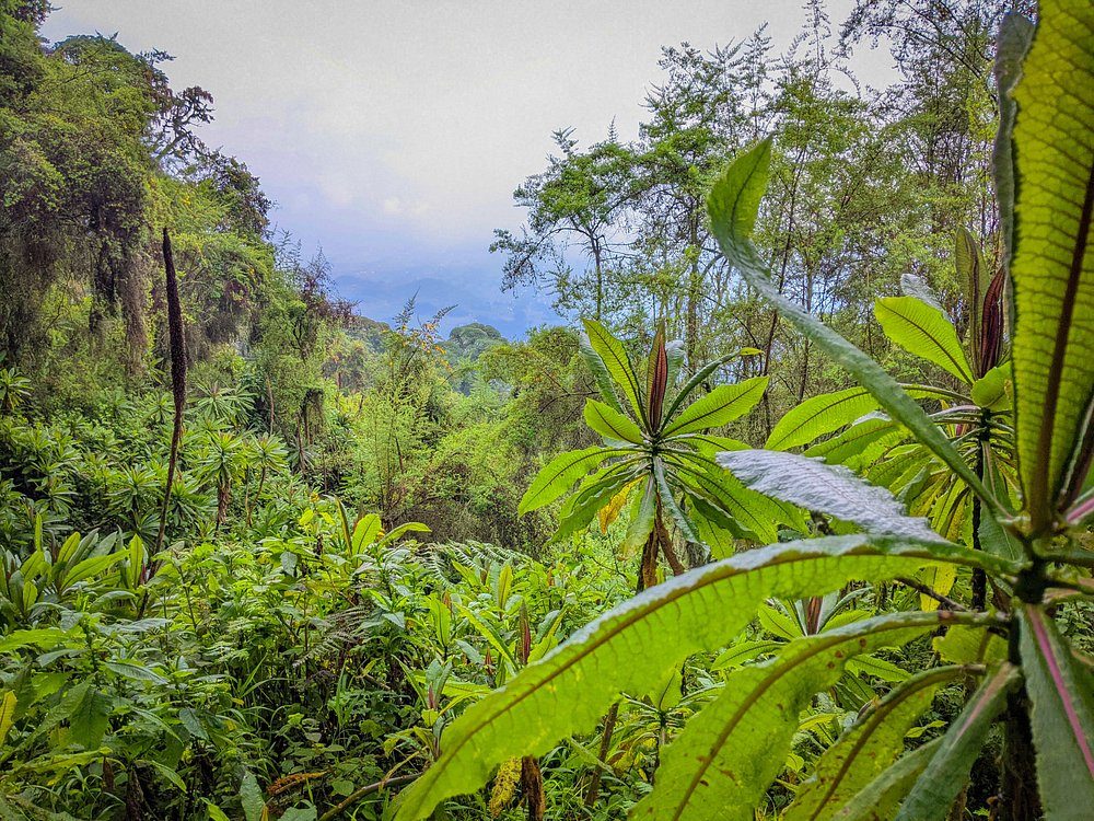 Bisate Lodge