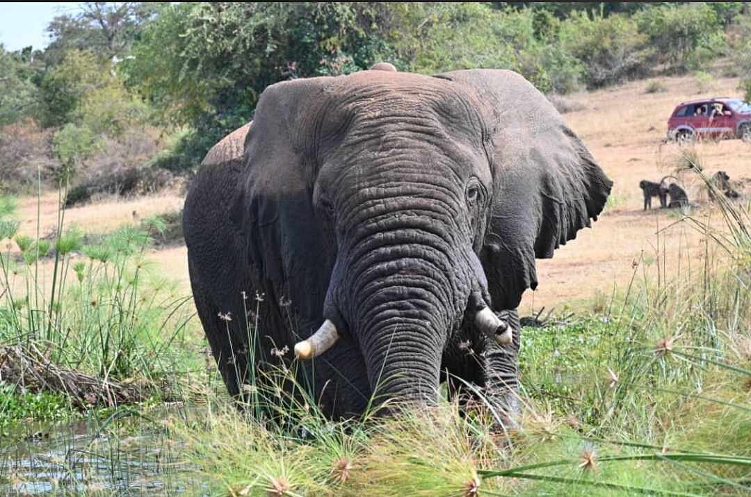 Big Five Animals and Other Wildlife in Uganda