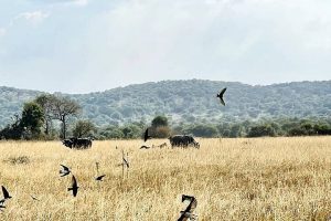 Akagera National Park Rwanda
