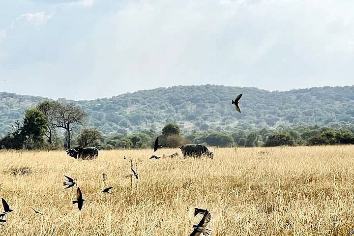 Akagera National Park Rwanda