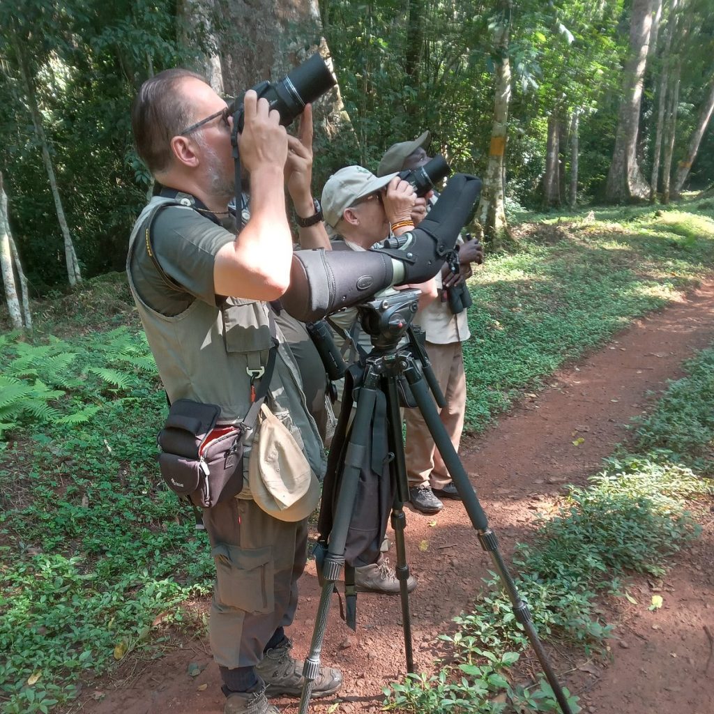 Bird Watching in Uganda