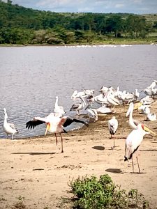 Planning a Safari Tour with Fuga Tours and Travel.