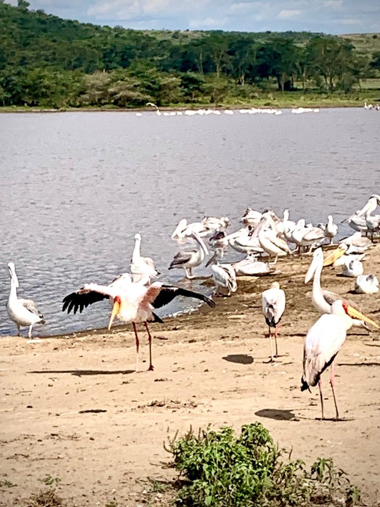 Planning a Safari Tour with Fuga Tours and Travel.