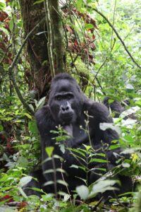 Bwindi Impenetrable National Park
