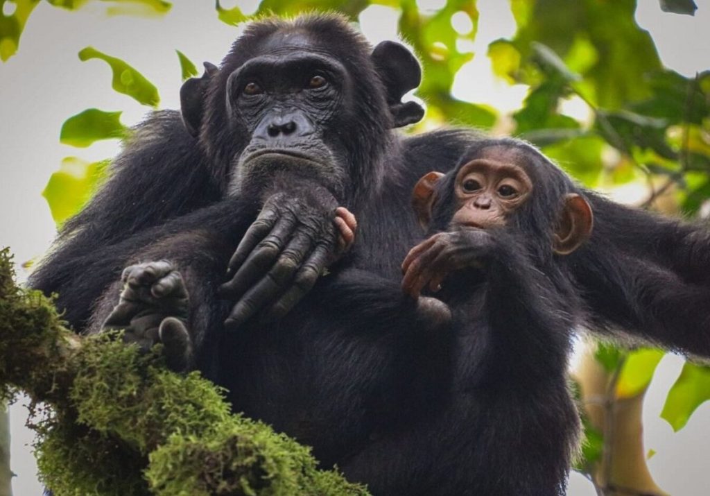 Ngamba Chimpanzee Sanctuary