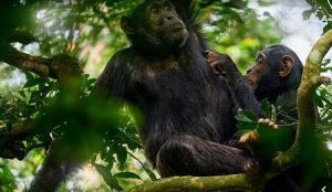National Parks in Uganda