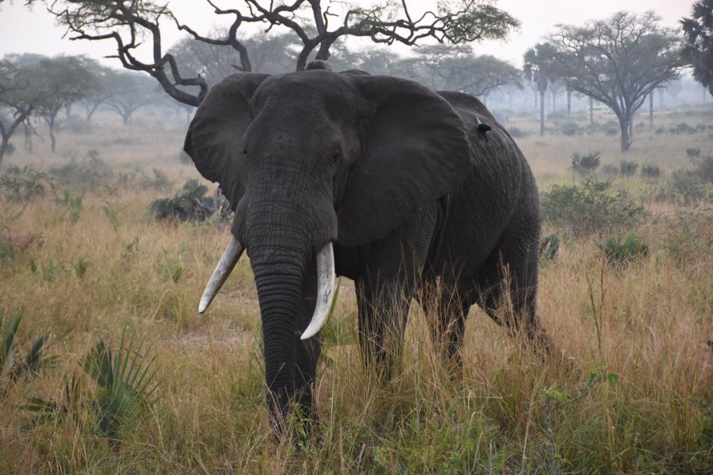 Why Elephants Never Forget