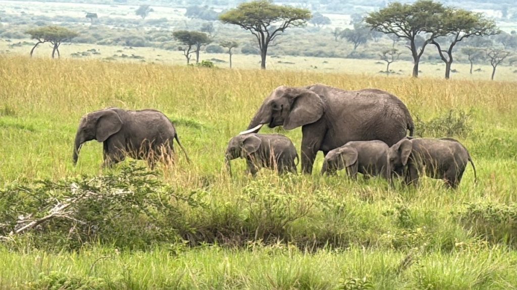 Why Elephants Never Forget