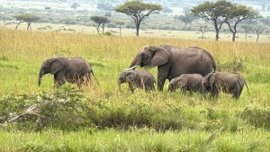 Why Elephants Never Forget