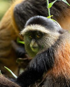 Golden Monkey Trekking in Volcanoes National Park