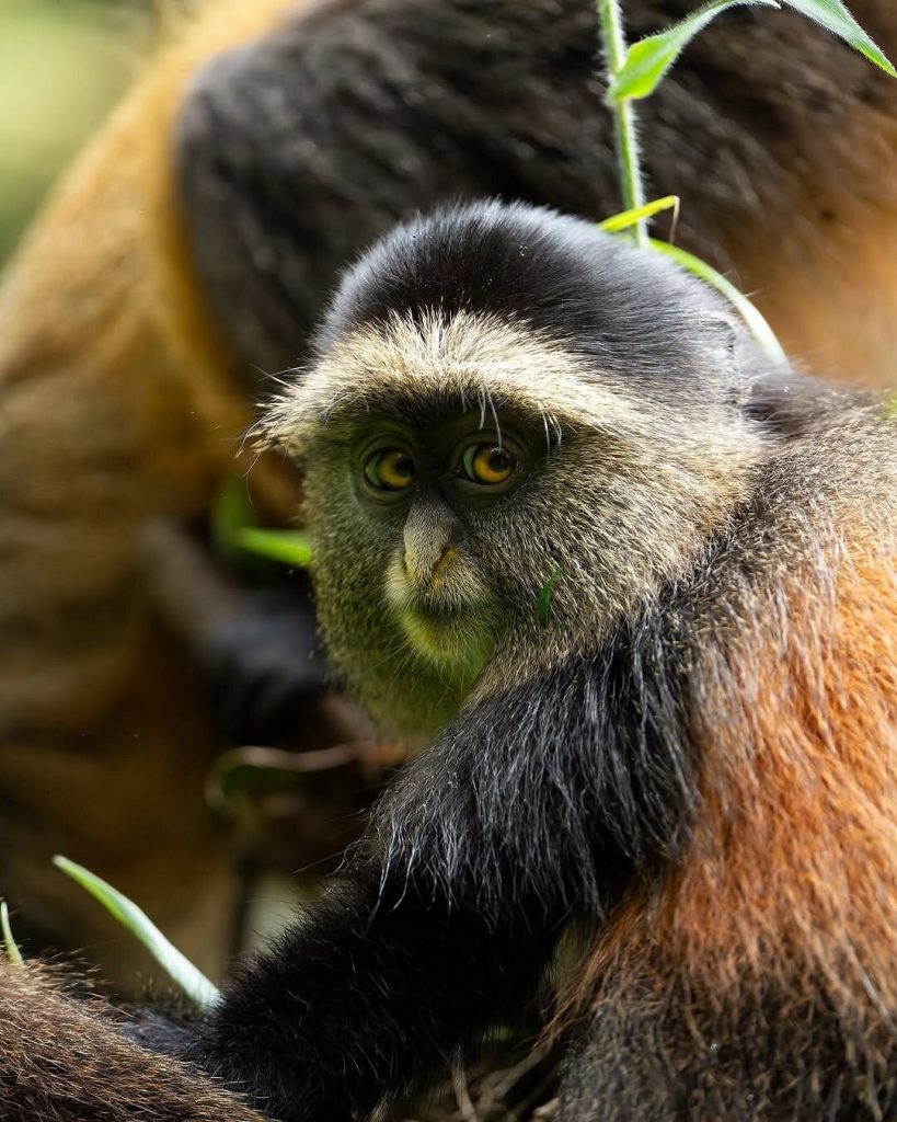 Golden Monkey Trekking in Volcanoes National Park