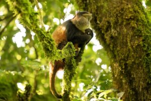 Mgahinga Gorilla National Park