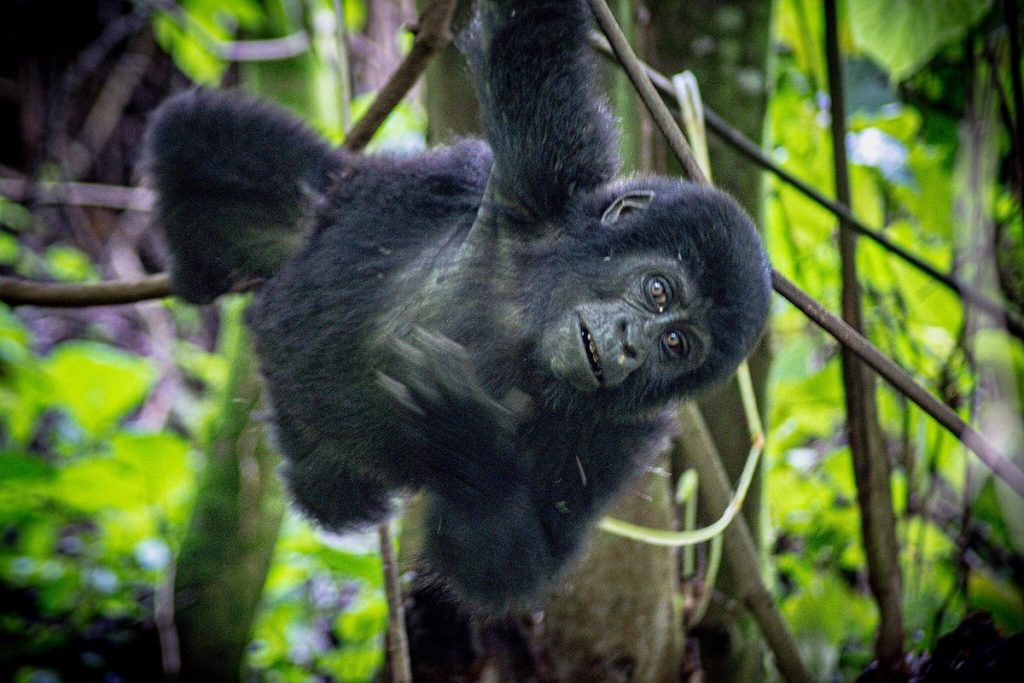 Why You Should Include Gorilla Trekking in Uganda on Your Bucket List