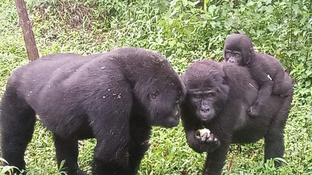 Budget Safaris in Uganda