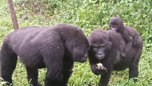 Budget Safaris in Uganda
