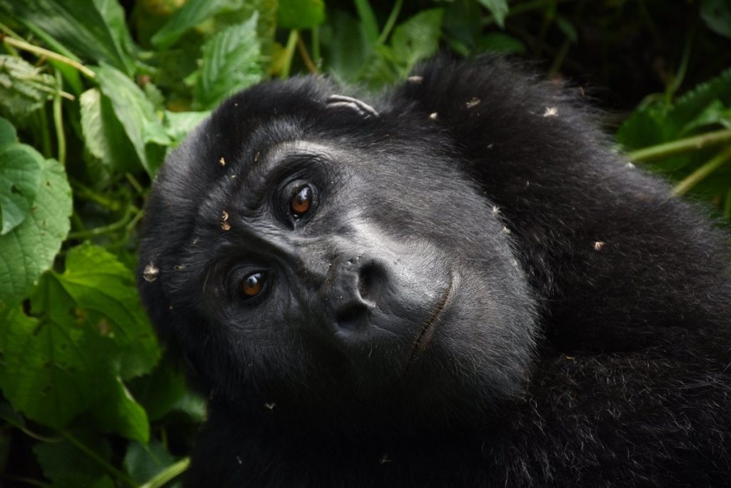 Preparing for Gorilla Trekking Safari in Uganda and Rwanda