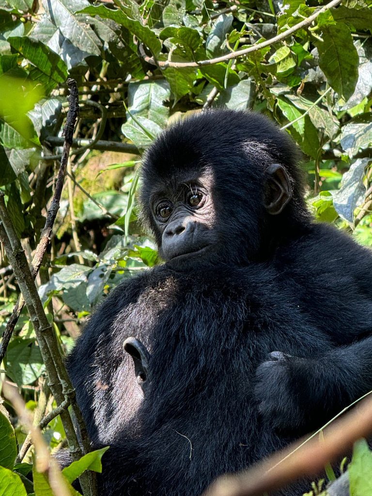 Why Rwanda Is Africa’s Top Tourist Destination.