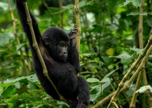 Uganda’s Gorillas and Wildlife Safaris: