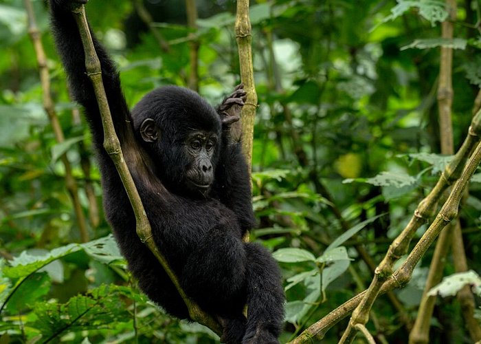 Where in Africa is Gorilla Trekking?