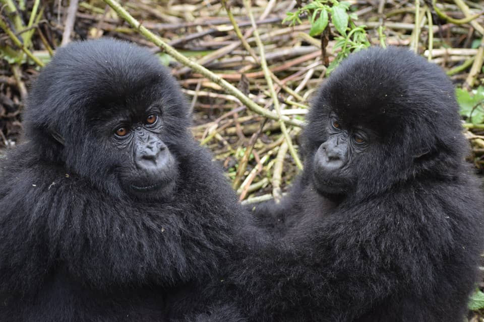 Solo Travelers Safaris in Uganda