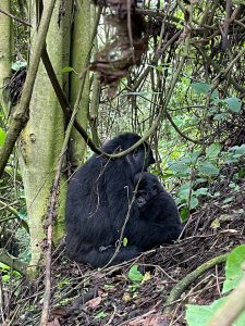 Gorilla Trekking and Wildlife Safaris in Uganda: