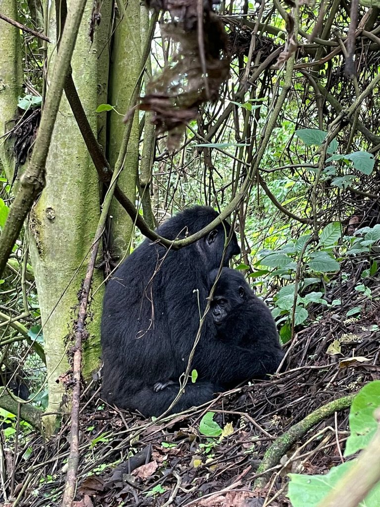 Gorilla Trekking and Wildlife Safaris in Uganda: