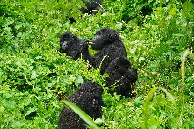 Mountain Gorilla Family Rules