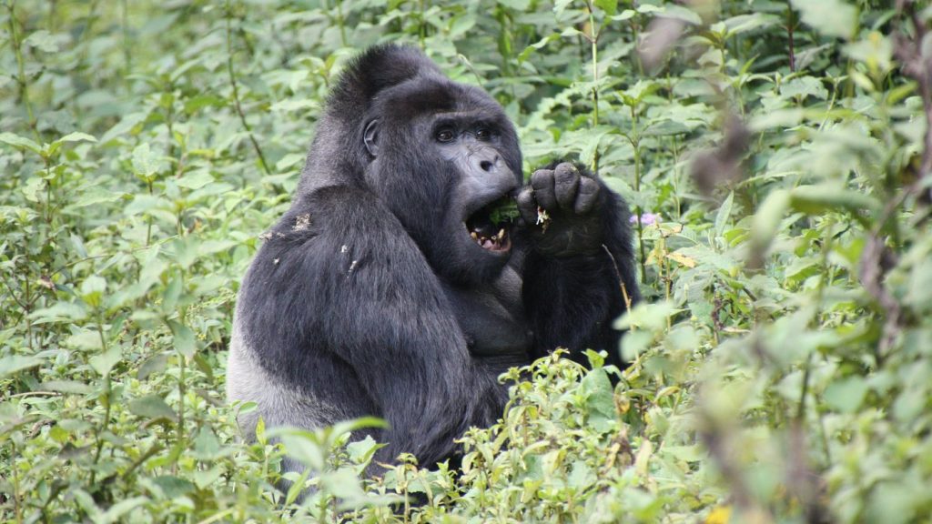 Volcanoes National Park Rwanda