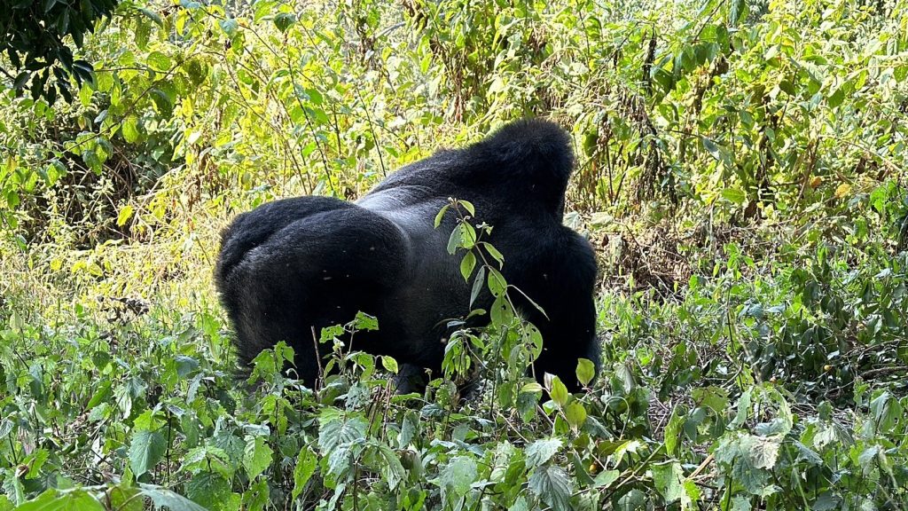 Why Rwanda is Africa’s Most Essential Tourist New Destination