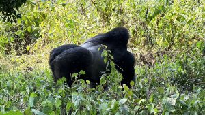 Why Rwanda is Africa’s Most Essential Tourist New Destination