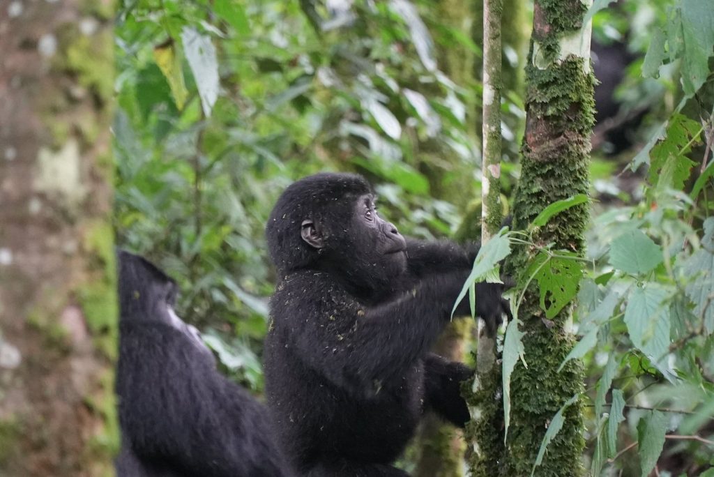 Where in Africa is Gorilla Trekking?