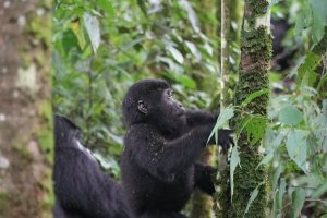 Bwindi Gorilla Trekking from Kigali: