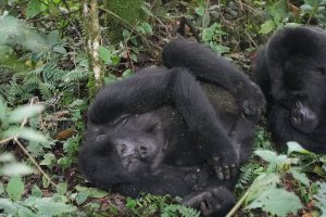https://ugandawildlife.org/national-parks/kibale-national-park/