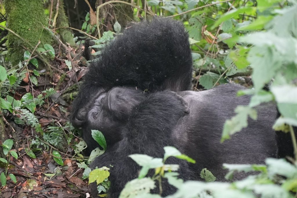 Boat Cruise Safaris in Uganda
