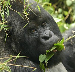 Celebrating Your Birthday with Gorillas