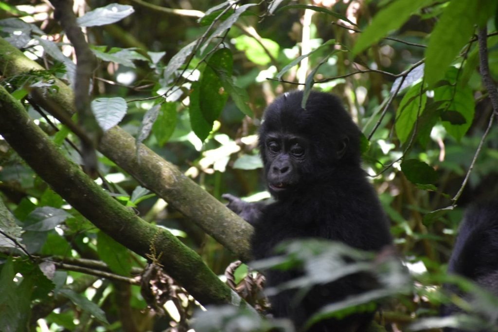 Is Gorilla Trekking in Uganda Worth It?