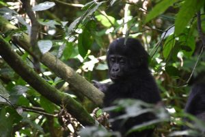 Is Gorilla Trekking in Uganda Worth It?