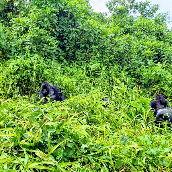 Bwindi Gorilla Trekking from Kigali: