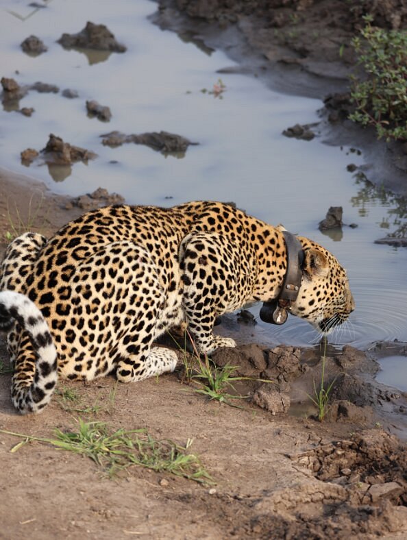 Big Five Animals in Uganda