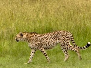Murchison Falls National Park
