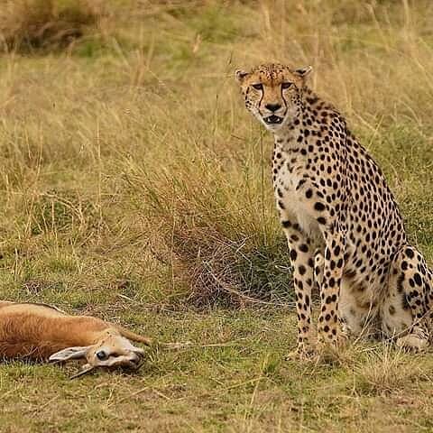 Pian Upe Wildlife Reserve
