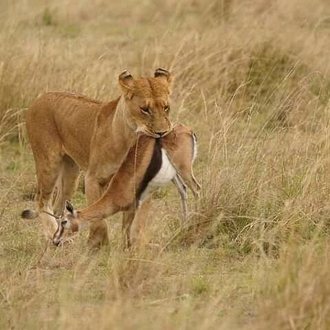 Kidepo Valley National Park