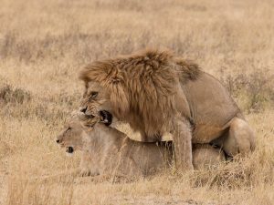 How Often Do Lions Mate?