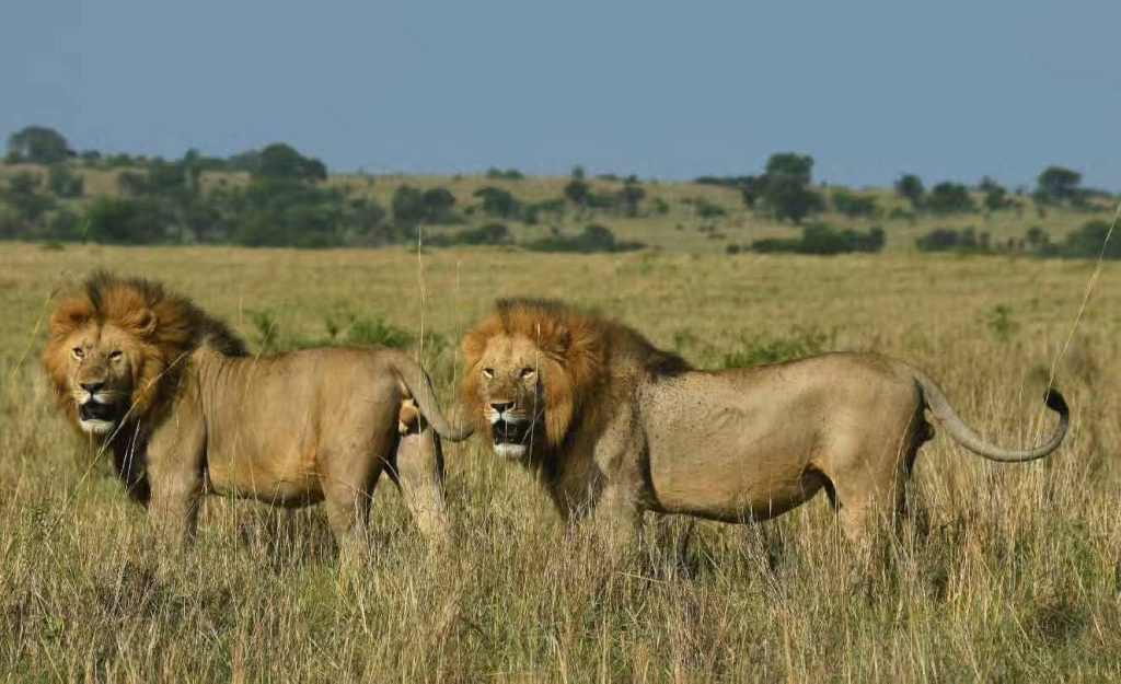 Queen Elizabeth National Park
