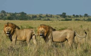 Queen Elizabeth National Park