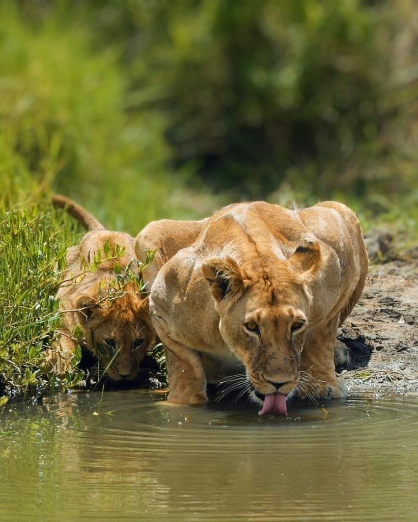 How Often Do Lions Mate?
