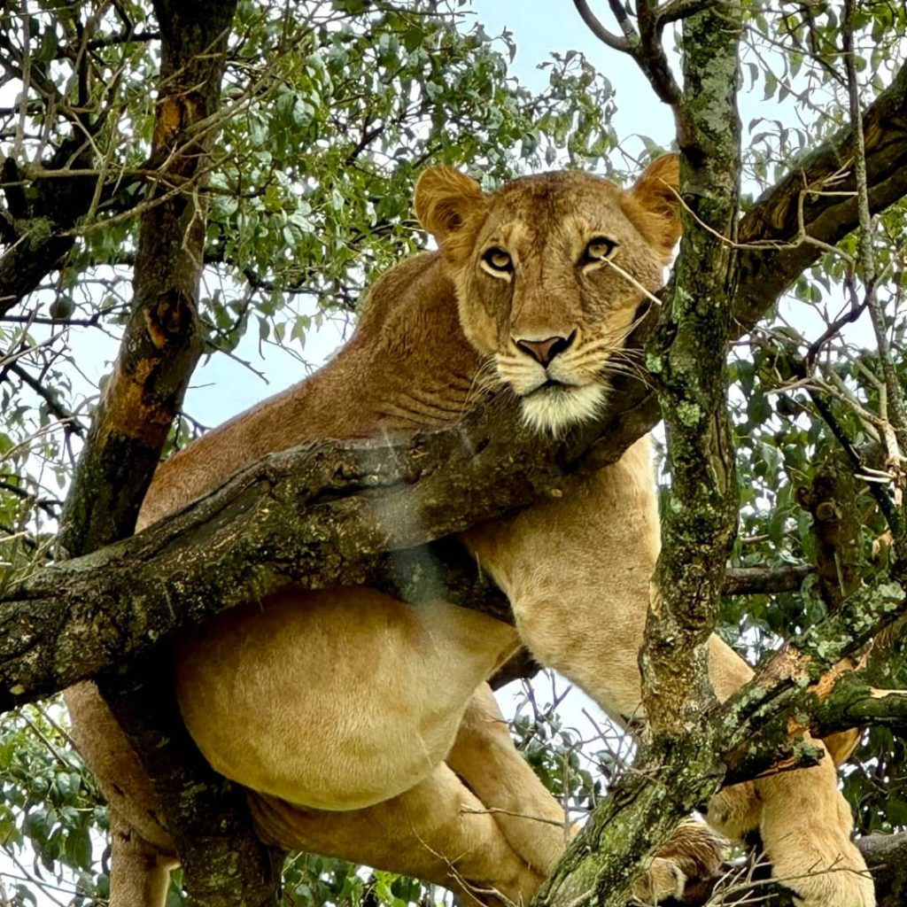 Budget Safaris in Uganda