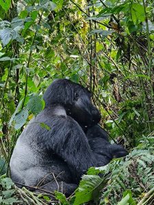 Where in Africa is Gorilla Trekking?