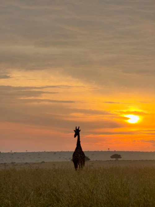 Game Viewing Safaris in Uganda